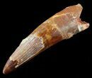 Excellent, Spinosaurus Tooth - Quality Tooth #50488-1
